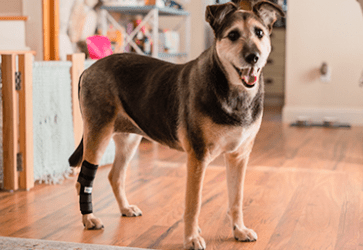 walkinpets abrazador corvejon hock hugger