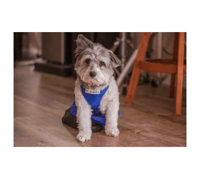 walkinpets bolsa de arrastre