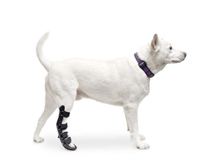 walkinpets ferula trasera