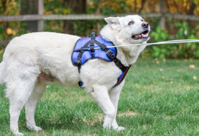 walkinpets halo perros grandes