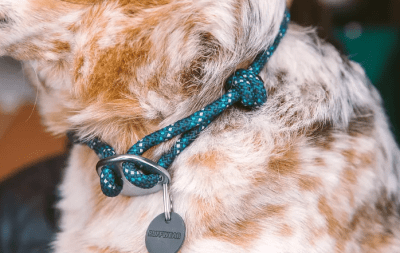 ruffwear knot a collar blue moon