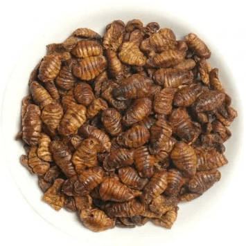 mp pupas gusano seda