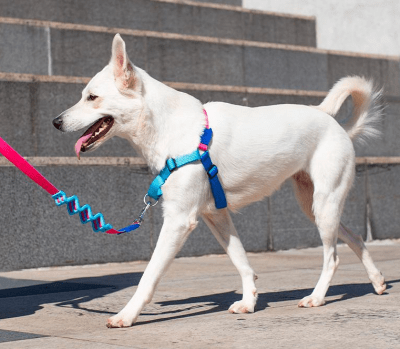 zeedog cooly ruff leash