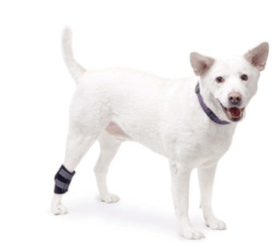 walkinpets venda corvejon hock wrap
