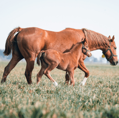 equidiet haras