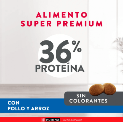 excellent gato esterilizado