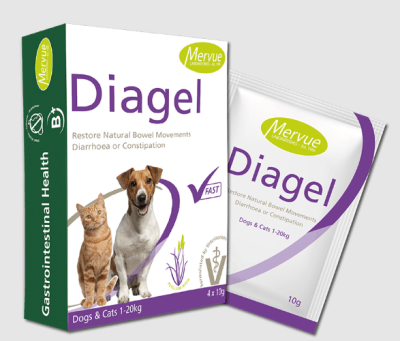 mervue pets diagel dog