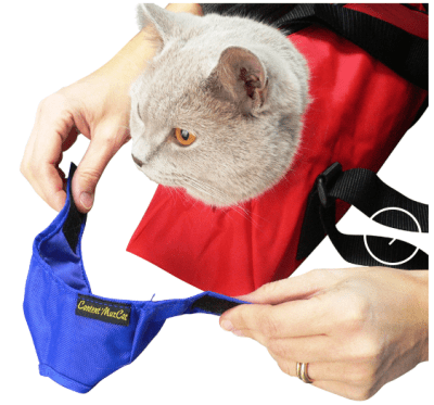 bozal gato