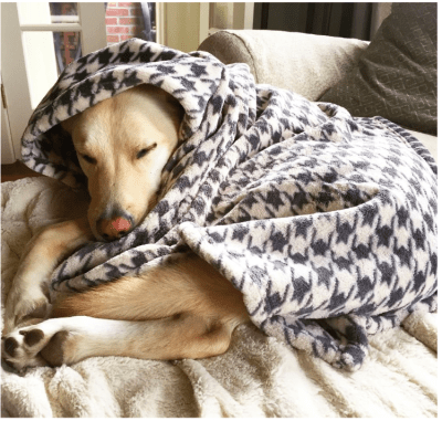 tall tails frazada houndstooth