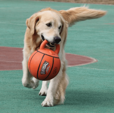 gigwi jumball pelota c/ mango