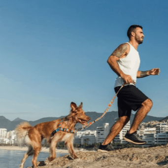 cachorre honey trailla running