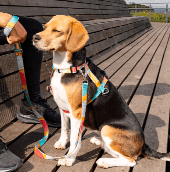 cachorre pitaya arnes