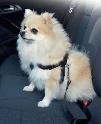 pawise cinturon seguridad