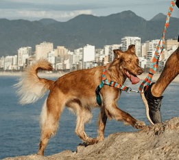 cachorre honey trailla