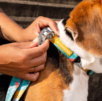 cachorre pitaya collar