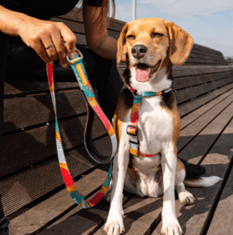 cachorre pitaya trailla