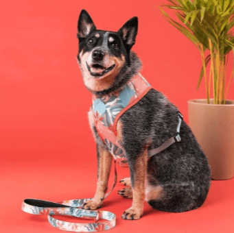 cachorre trailla floral