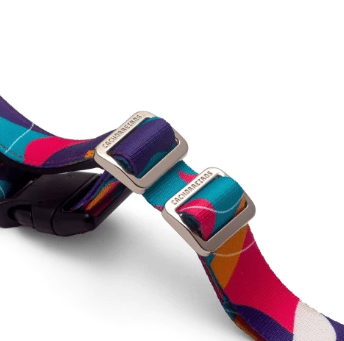 cachorre trailla running doge