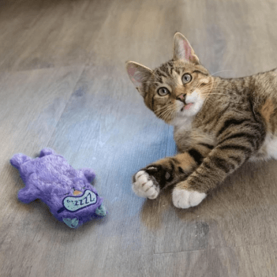 catstages jueguete almohada purr