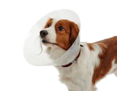 collar isabelino buster transparente