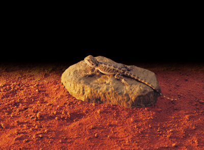 exoterra piedra calefactora electronica