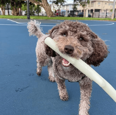 fetch&glow stick