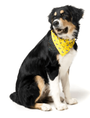 fuzzy bandana monkey