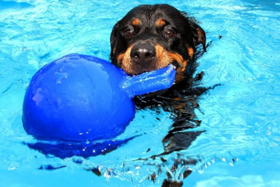 JP pelota con asa blueberry