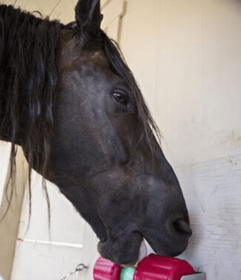 jolly jumbo lick mordedor