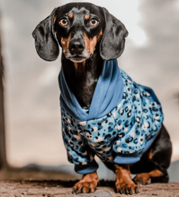 petlounge hoddie leopardo artic