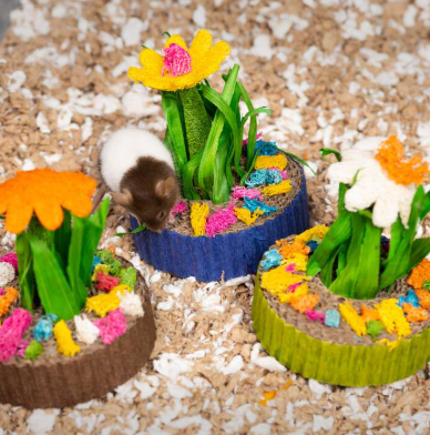 ph jardin mini suculentas