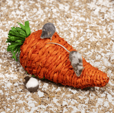 ph refugio zanahoria