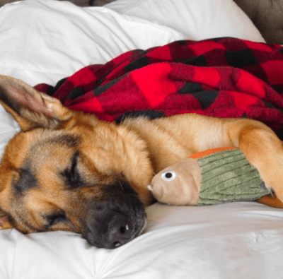 tall tails pez con sonido