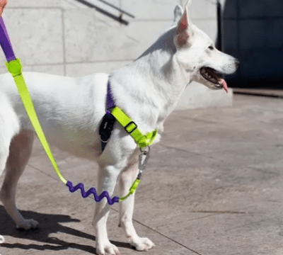 zeedog lemonade arnes soft walk