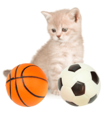 wonder pelota