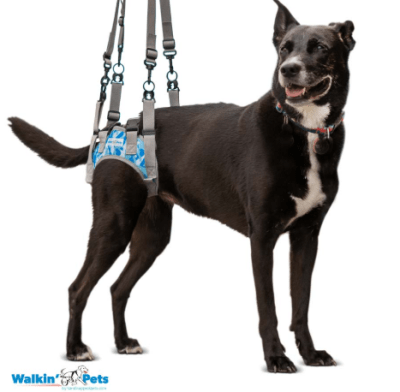 walkinpets warrior arnes post