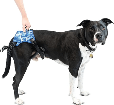 walkinpets buddy up arnes post