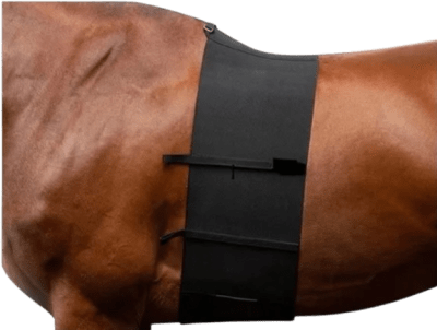 ayc faja caballo