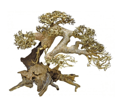 mp deco acua bonsai