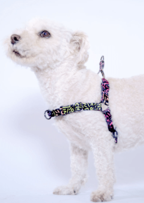 wauke arnes nonpull prisma