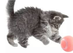 wonder cat pelota rebotadora