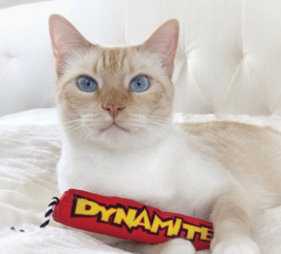 catstages dinamita catnip
