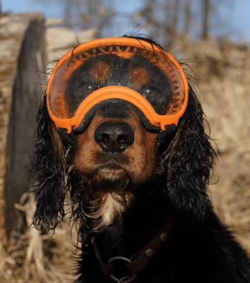 rex specs antiparra ozark orange