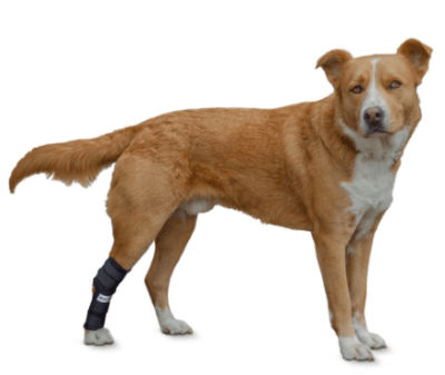 walkinpets abrazador corvejon hock hugger