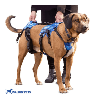 walkinpets buddy up arnes post