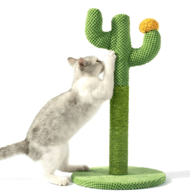 mp cactus rascador