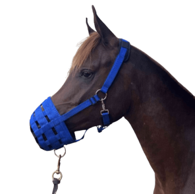 morral equino cinta/goma