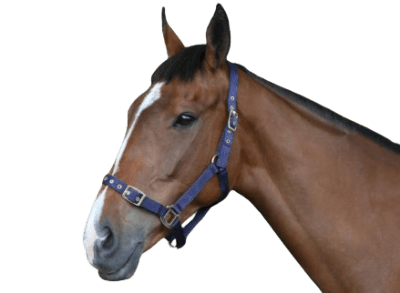 jaquima nylon celtic