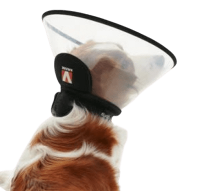 collar isabelino buster complete