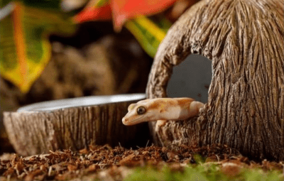 Exoterra guarida y plato de agua coconut
